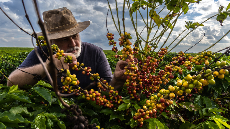 coffee farmer in Brazil