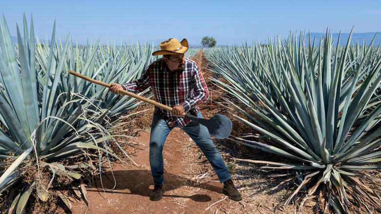 Jimador farmer in a cowboy hat, tending plants in an agave field in Jalisco