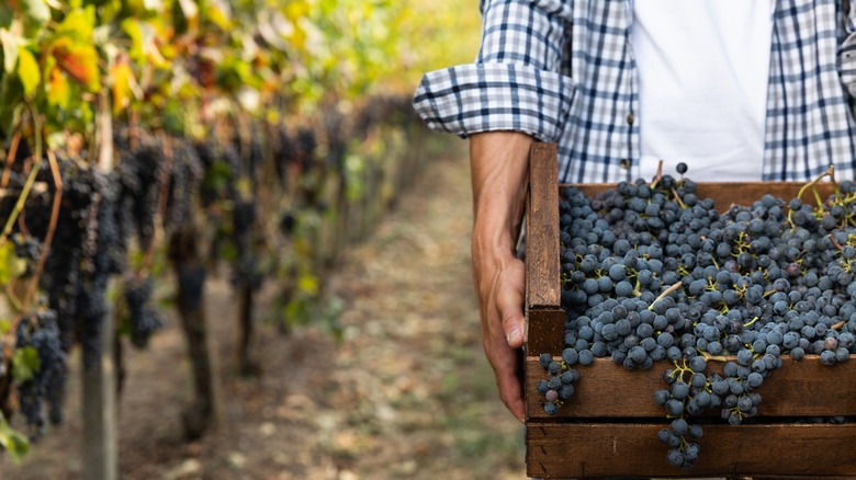 Man carrying grapes in vineyard