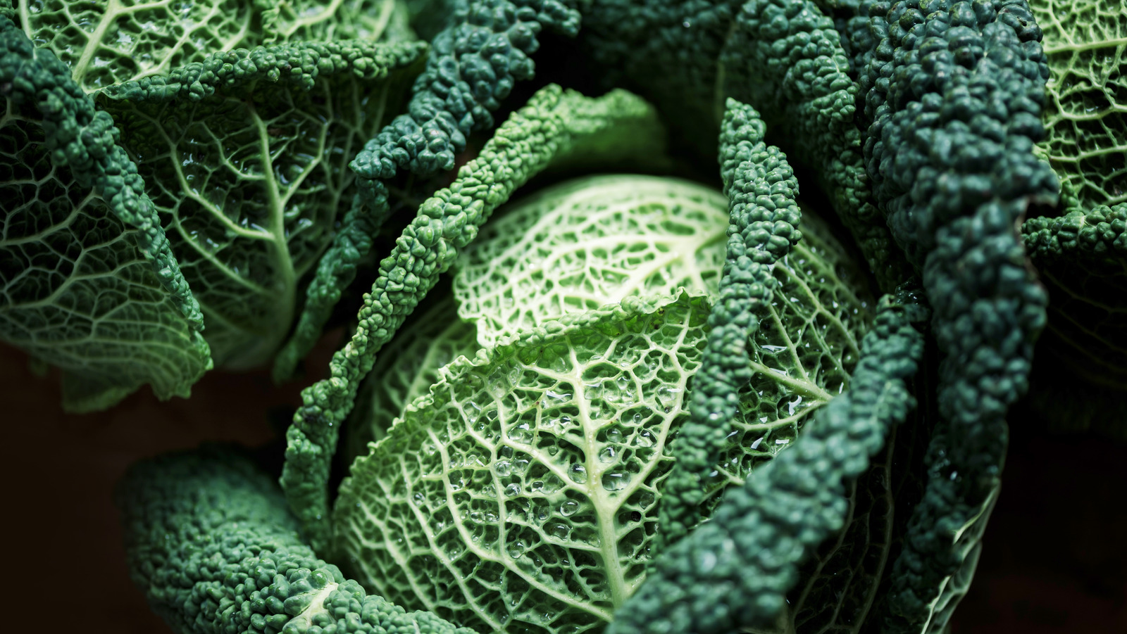 Why The Inner And Outer Leaves Of Savoy Cabbage Are Used Differently