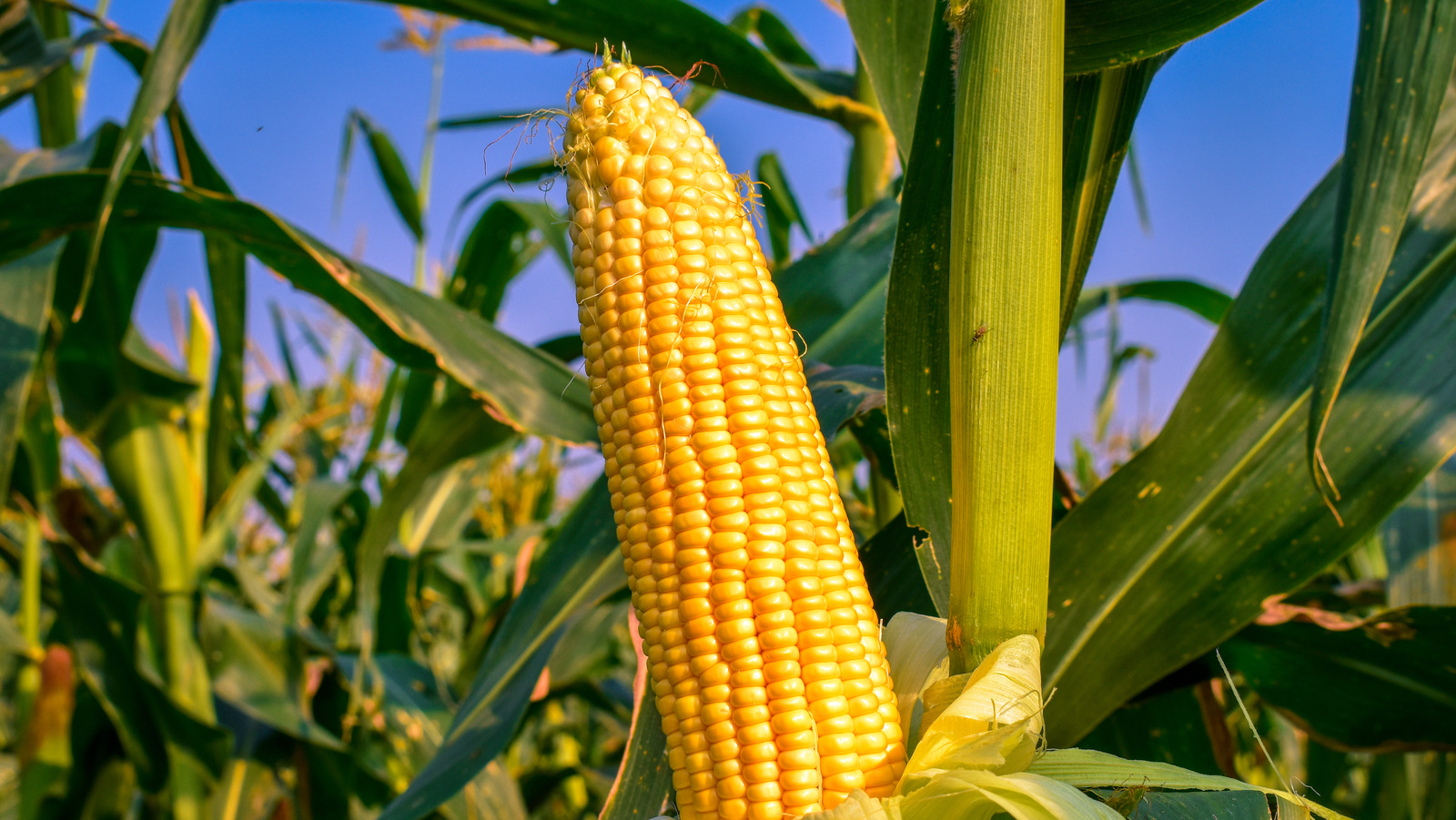 Why The US Corn Harvest Will Be A Major Disappointment