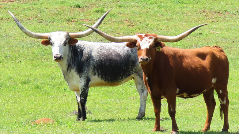 Two Texas longhorn cattle on a grassy field