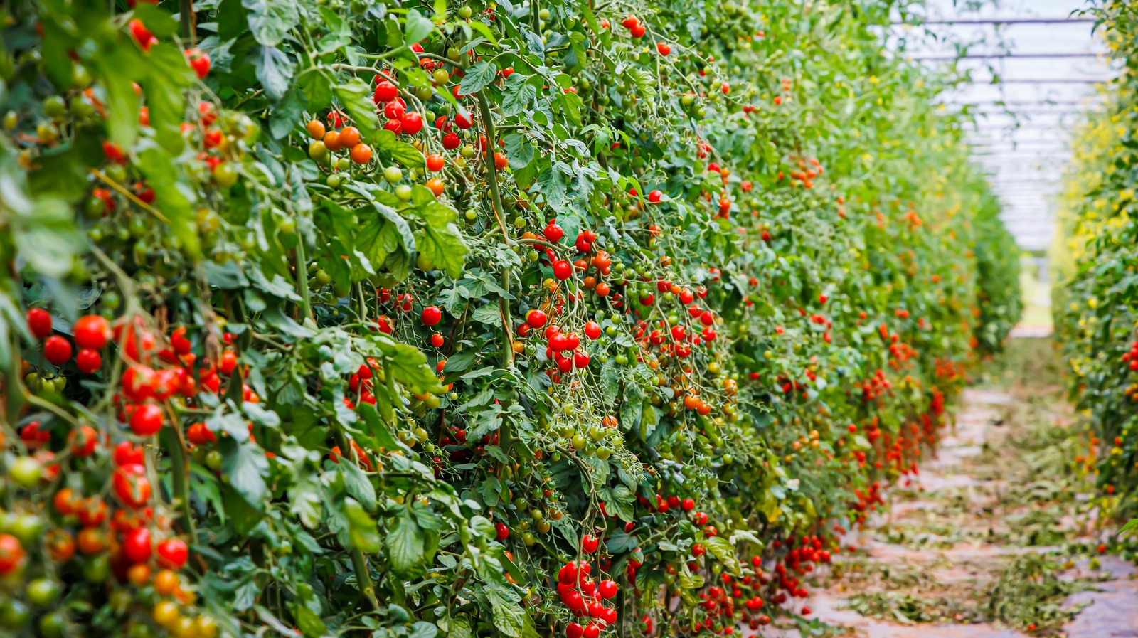 Why The US May Be Facing A Tomato Shortage