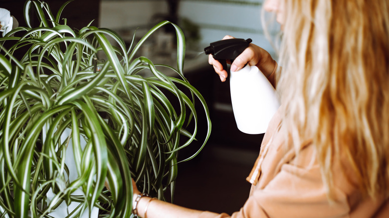 Cropped blond woman spray on live houseplants at home