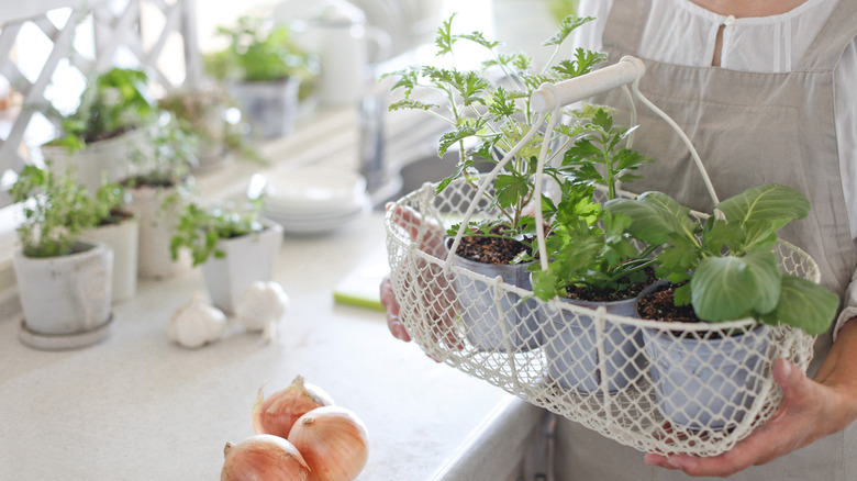 A person holds a basket of plants in a kitchen
