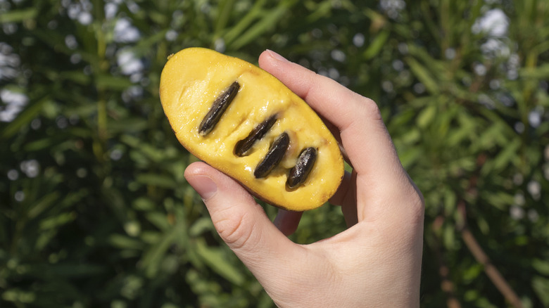 hand holding a half pawpaw