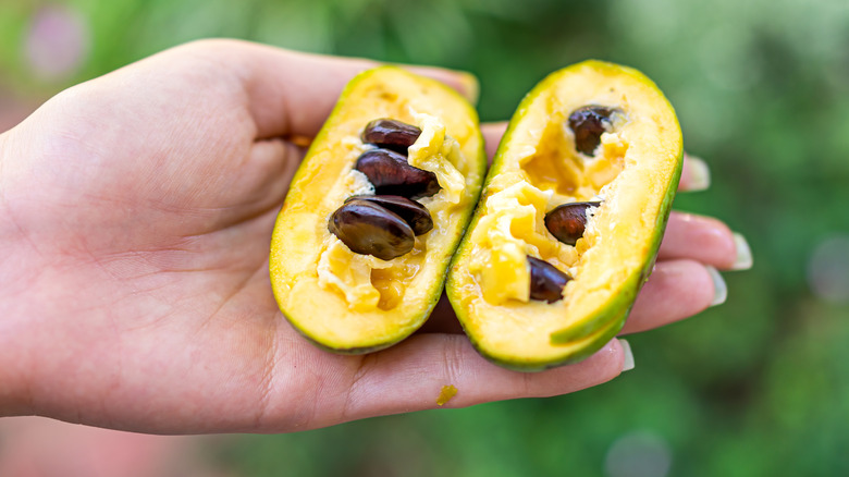 hand holding a halved pawpaw fruit