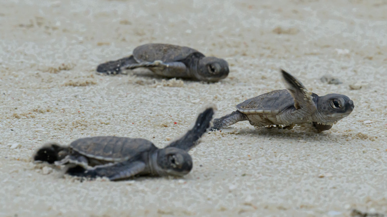 Three baby sea turtles scoot along the sand