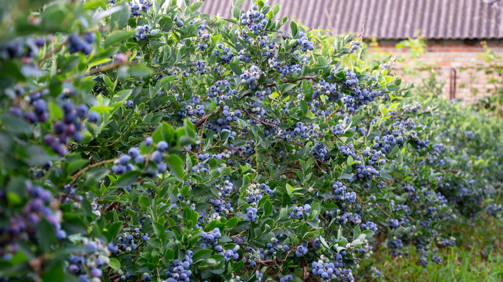 Why Timing Is Everything When It Comes To Pruning Blueberry Bushes - Tasting Table