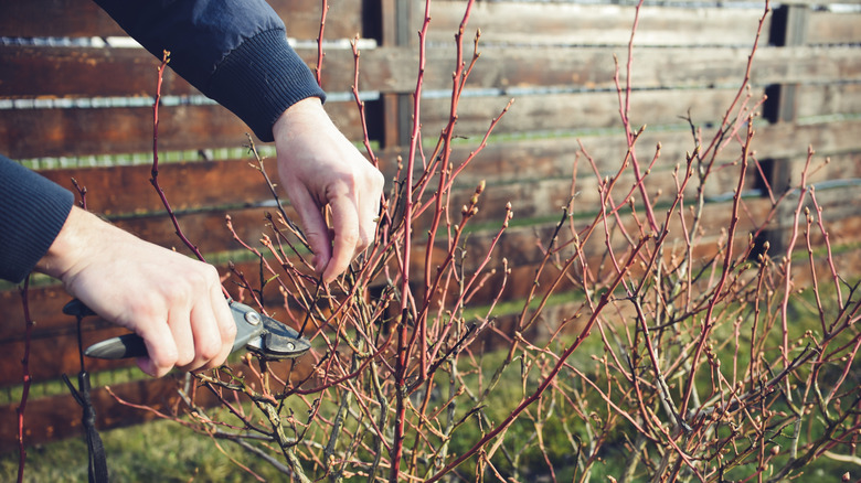 A person using hand pruners to carefully prune blueberry bushes