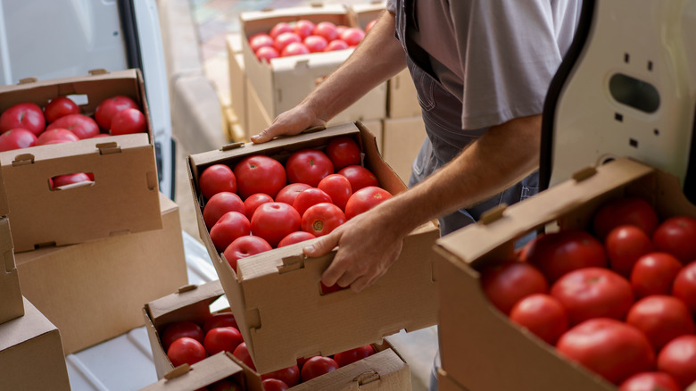 Person handling cardboard boxes full of tomatoes ready for transport.
