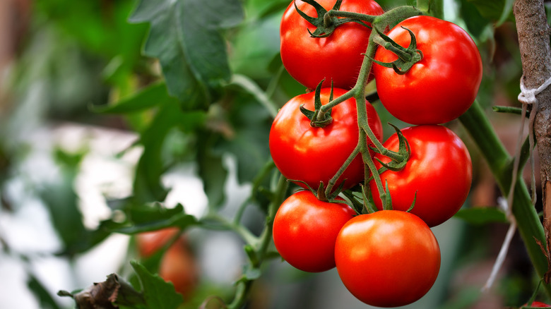 Why Tomatoes Of As Poisonous