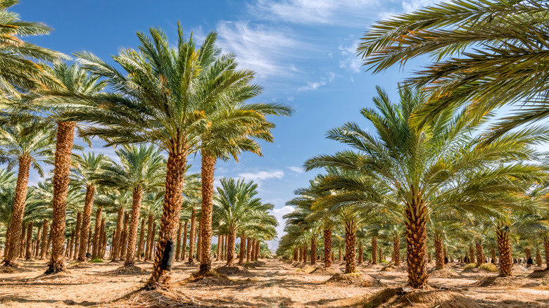 date palm orchard