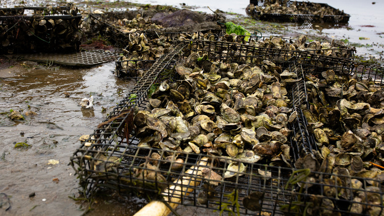 Oyster farmed in Cape Cod