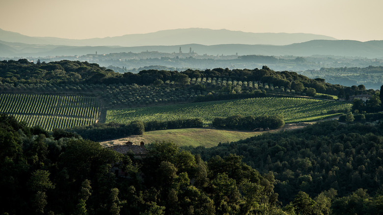 Tuscan vineyard landscape 