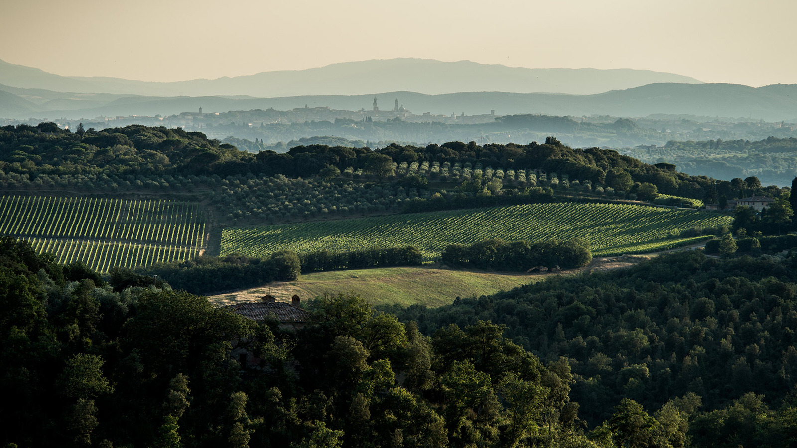 Why Using Native Grapes Has Its Advantages In Winemaking