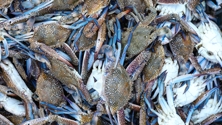 Blue crabs harvested