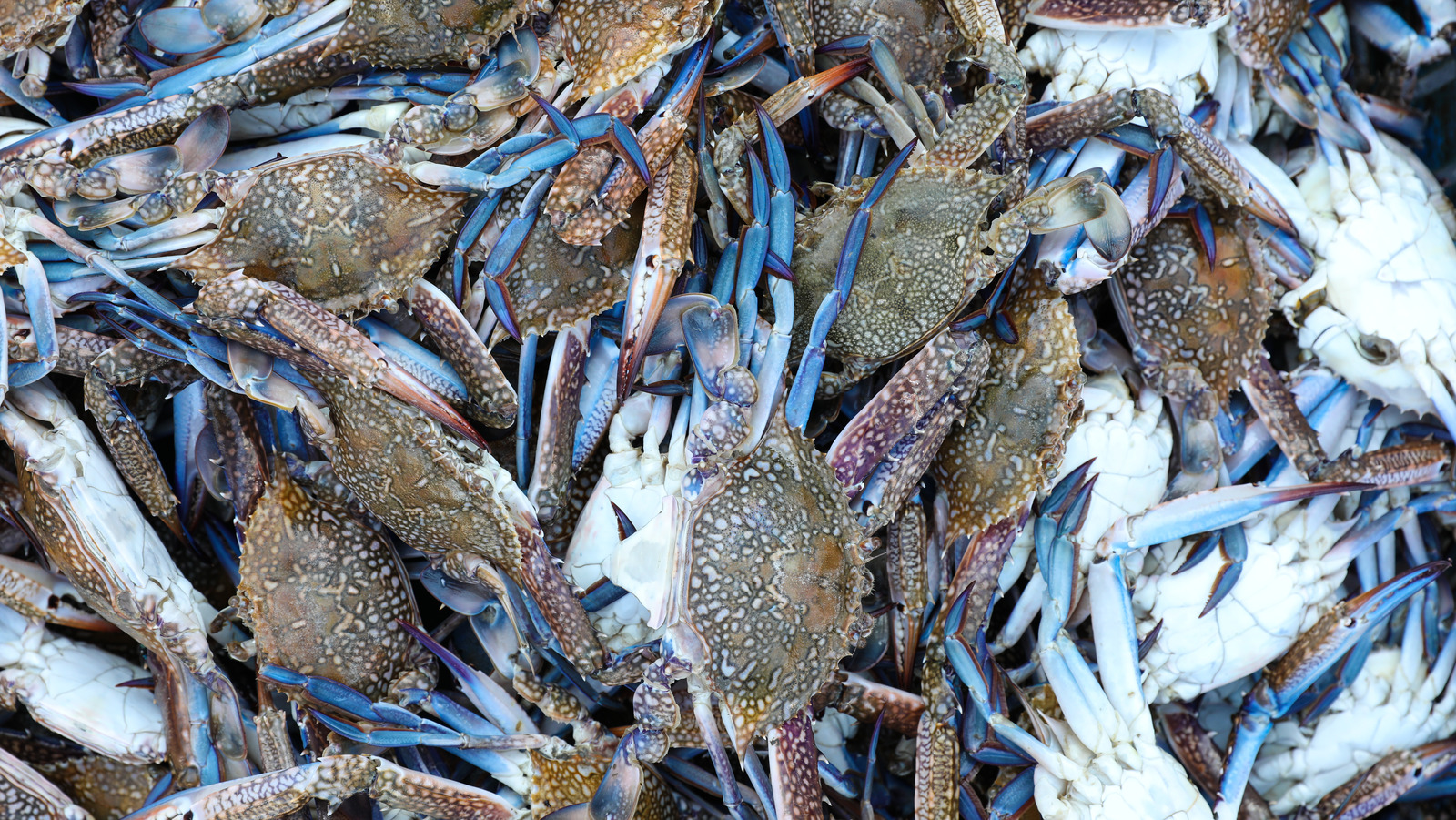 St. Matthew Blue King Crab Added To NOAA's 'Overfished' List