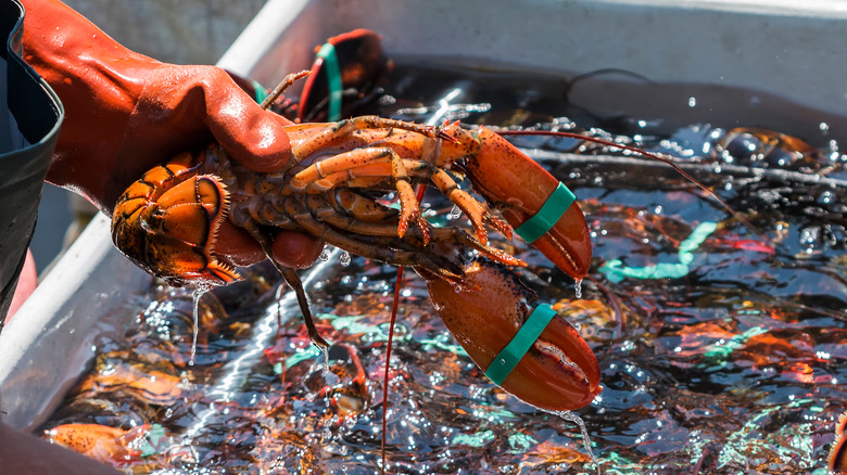 lobster fisherman holding a Maine lobster