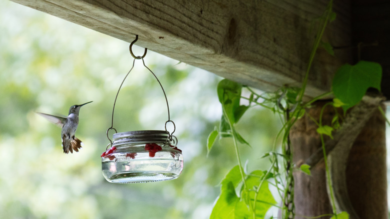 Hummingbird hovering beside a small glass feeder