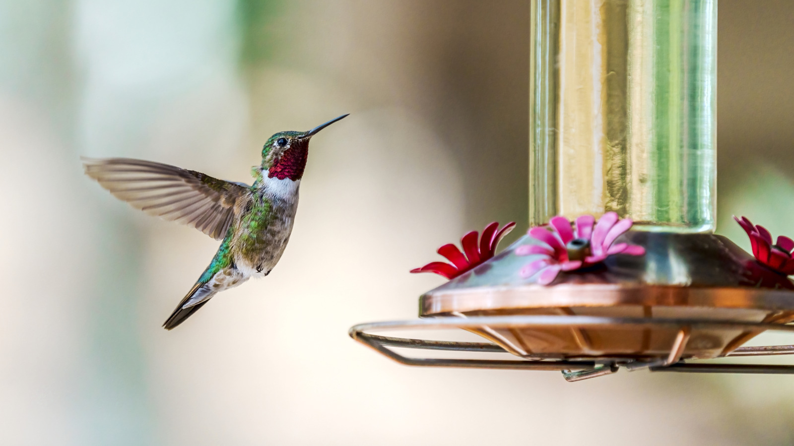 Why Wrapping Aluminum Foil Around Hummingbird Feeders Is A Smart Idea - Tasting Table