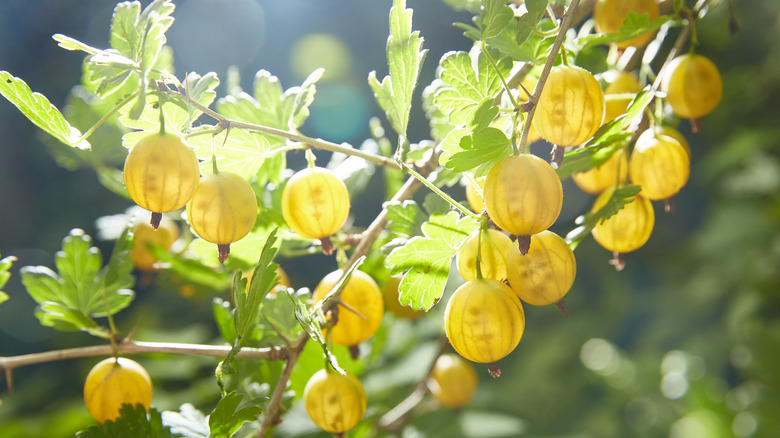 Gooseberries hanging from the plant