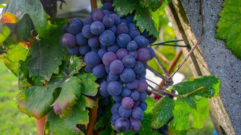 Purple grapes on vine