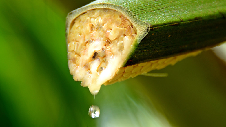 Nectar drips from a coconut palm