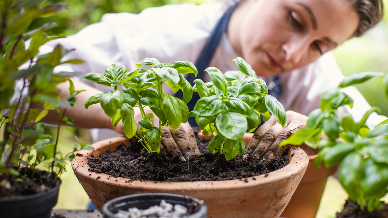 a woman potting basil in a terracotta pot