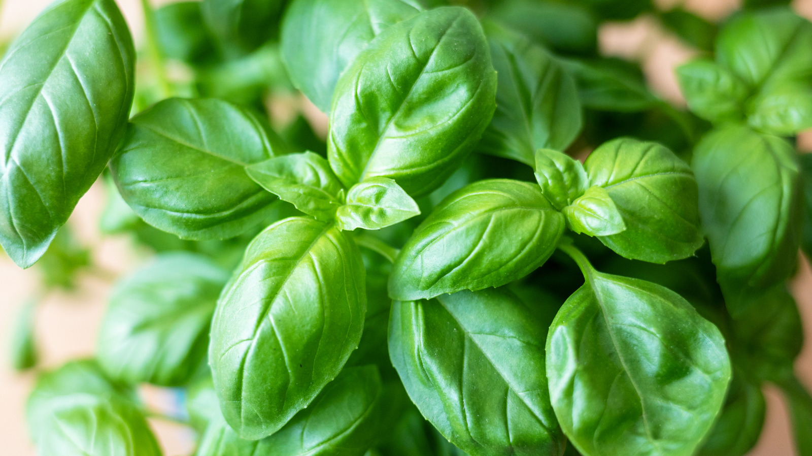 Why You May Want To Skip Epsom Salt On Your Basil - Tasting Table