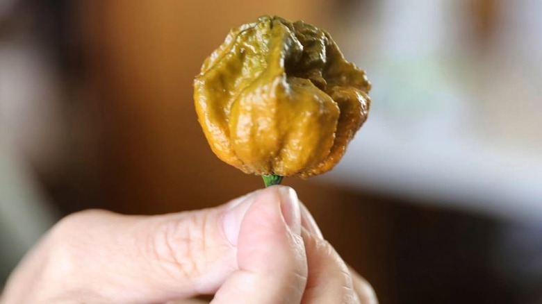 Hand holding Pepper X by the stem