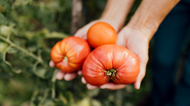 closeup of person holding heirloom tomatoes