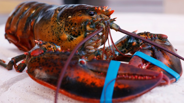 banded live lobster