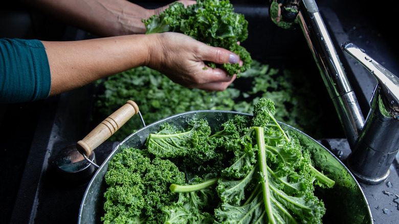 Hands washing bowl of kale in sink.