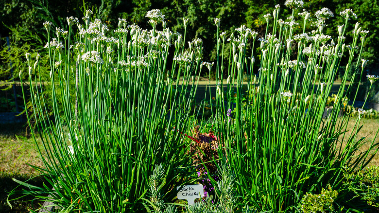 Garlic chives topped with white flowers growing in a garden