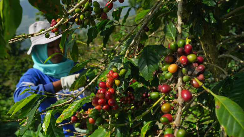 person harvesting coffee