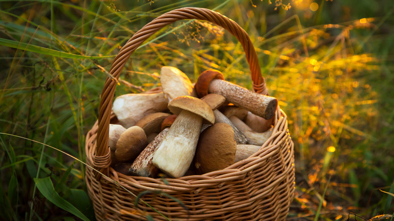 mushrooms in wicker basket