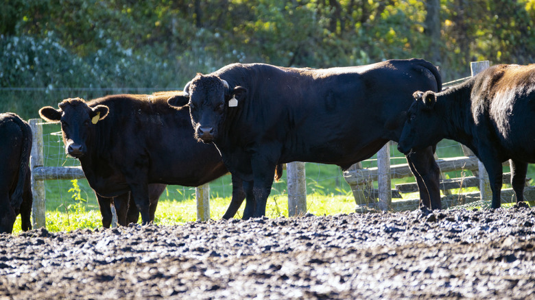 field with Wagyu cattle