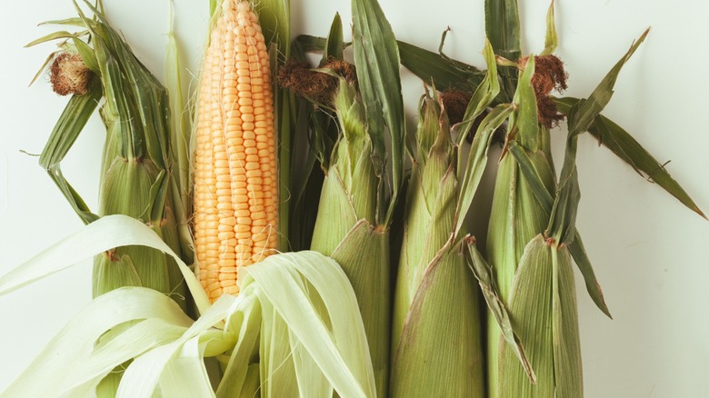 Corn ears with husks