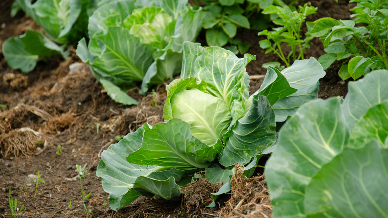 cabbage growing in earth