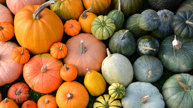 Variety of winter squashes 