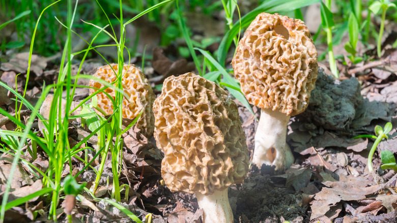 three morel mushrooms in forest 