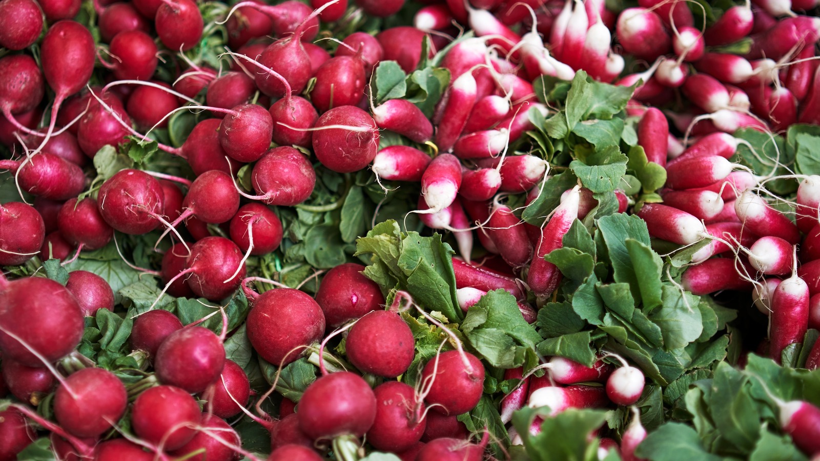 Why You Should Stop Throwing Away Radish Greens
