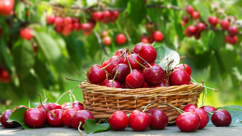cherries in a wicker basket