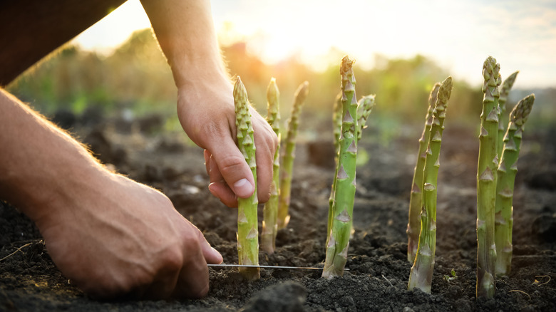 picking fresh asparagus