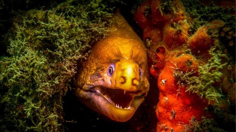 A very happy eel