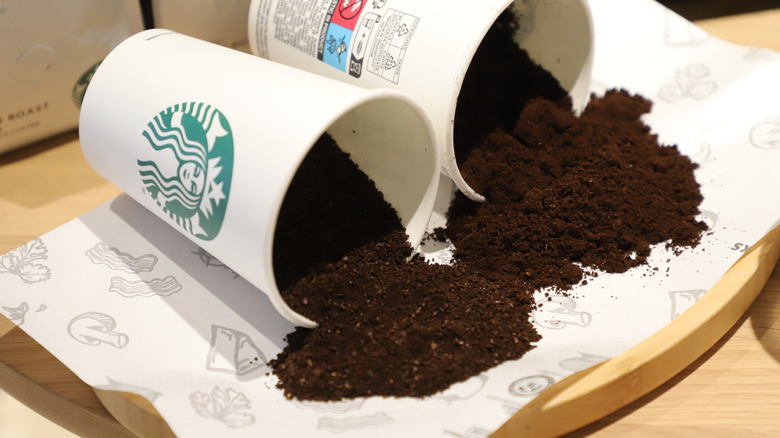Cups of Starbucks coffee filled with coffee grounds