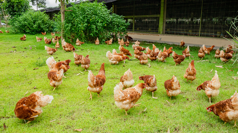 Free-range chicken on farm