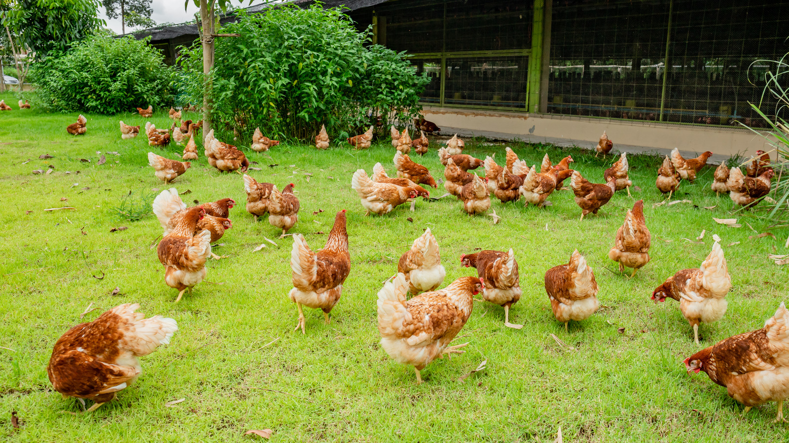 Why Your Free-Range Eggs May (Temporarily) Not Be Free-Range