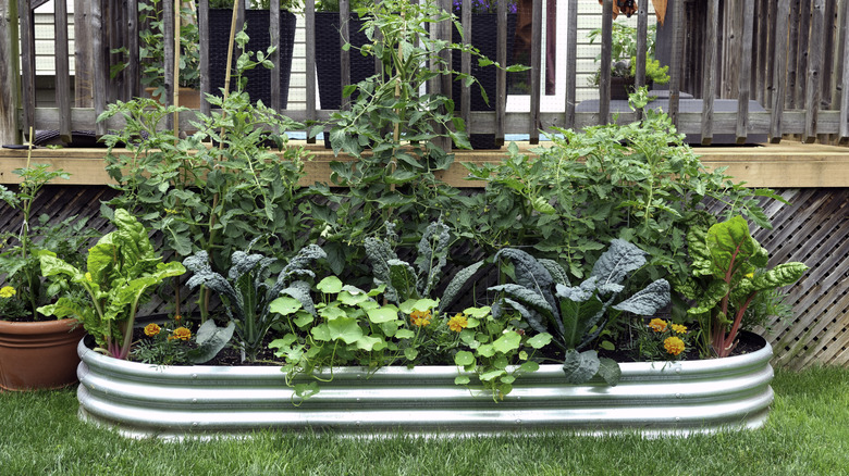 a mini vegetable garden inside a metal trough